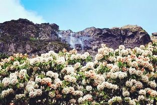 杜鹃花开花的小秘密