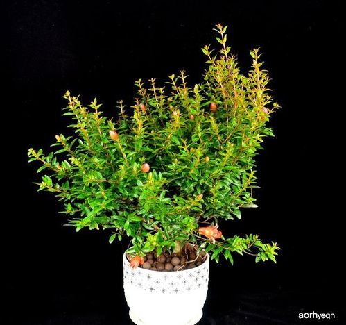 石榴开花结果的最佳月份和种植技巧是什么