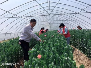 哪些名贵花卉不能随便采摘？这份禁采清单你了解吗