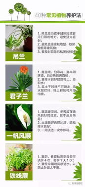 室外花草养护，季节变化的奥秘