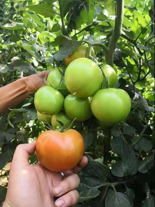 绿宝种业：江苏的种子天堂