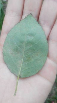 月季叶子的生命力