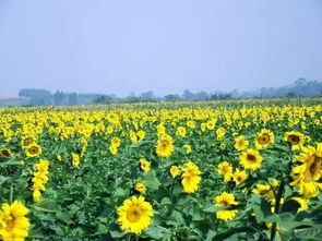 第二美景：梵净山