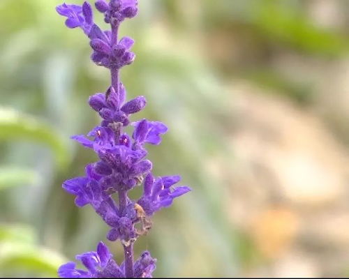 蓝花鼠尾草种植要点：了解其生长习性