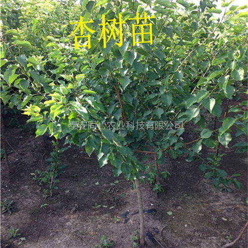 杏树苗不发芽的烦恼， 揭秘三招唤醒沉睡根系