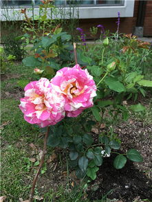 第一步：修剪高度要适宜