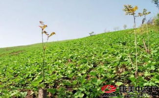 中药材种植中的杀虫剂选择