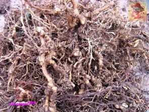 一、修剪不当，根系受伤