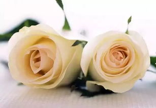 粉玫瑰， 青春的感动