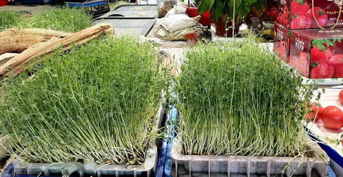 绿化苗生意：是不是好Zuo？市场需求稳不稳？