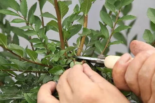 藤本花卉， 修剪要适量