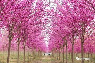 耐寒性：紫荆的冬天