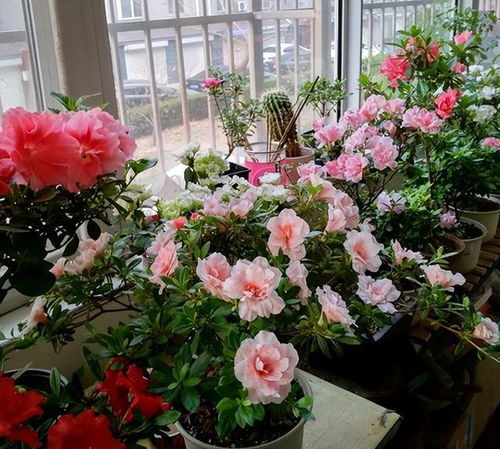 技巧四：植物选择要合适