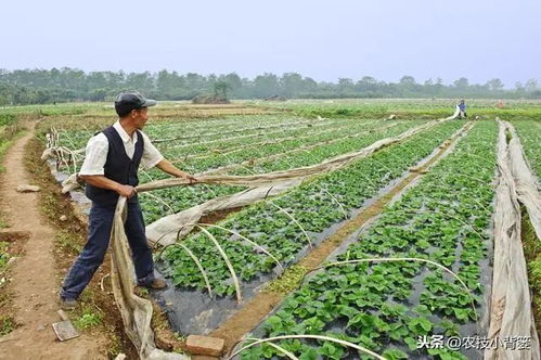 草莓种植核心关键词：选种、土壤、施肥、浇水、病虫害防治