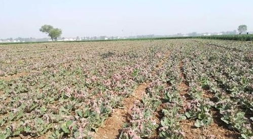 “生地种植宝典：花卉种植新宠，地栽首选！”