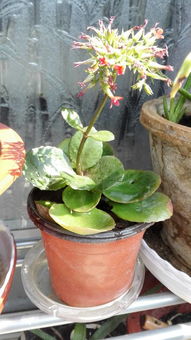 花卉生长习性与养护技巧揭秘