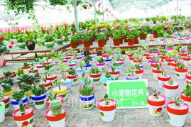 万象花卉的市场前景