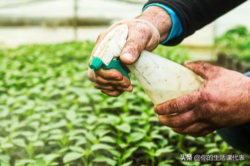 先将水果表面污物冲洗干净， 在小苏打碱水中（一般500ml水中加入小苏打5克-10克）再加入一些面粉，提高水的粘稠度，浸泡15分钟左右，ran后用清水冲洗3-5遍。这种方法对清除残存农药、微生物、污染物、杂质等fei常有效。 ★去皮法 蔬菜、 瓜果表面农药量相对较多，suo以削去皮是一种较好的、简单实用去除残