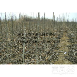 原生苗与嫁接苗：种植选择大揭秘