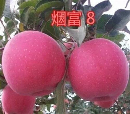 梨树嫁接苹果桃树详解中，如何根据不同品种选择合适的嫁接方法