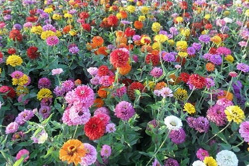 百日草，播种成功率高达90%