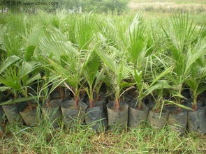 种子处理方法详解