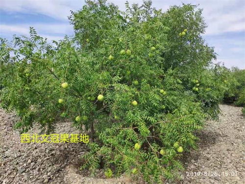 北京文冠果种植前景广阔，您知道它的经济效益如何吗