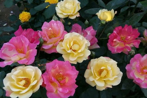 拉拉队爱人月季翡翠项链， 美得让人心动