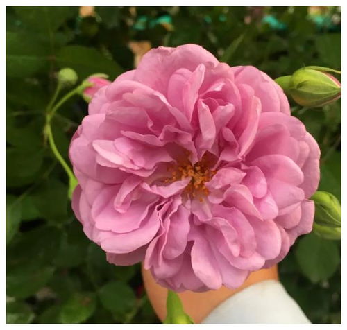 二、 套盆法：双层保护，不怕热