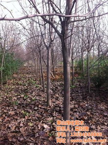 路边绿化大树的价格之谜