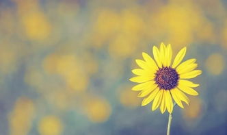 北方花友的心酸