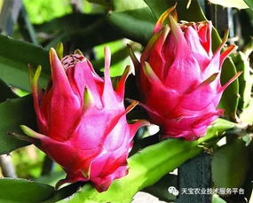 火龙果苗如何进行科学种植和日常管理以提高成活率和产量