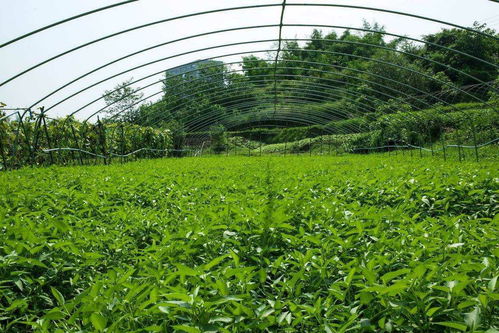 如何科学管理这些一人高的草？