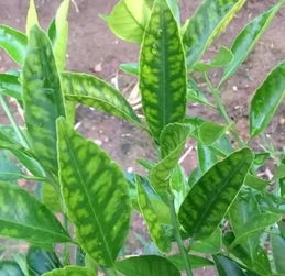 代森锰锌鹤望兰烂根后如何使用代森锰锌促进其重新生根？