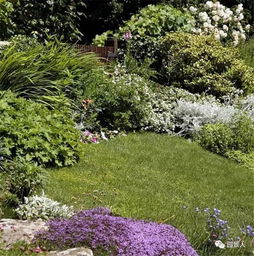 邯郸雨水花园的水生植物选择