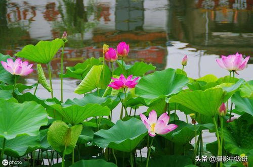 家里养荷花？这些风水禁忌要知道