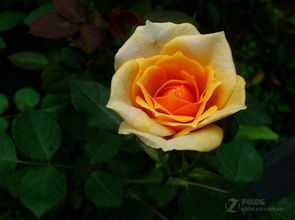 一、 月季肥料大揭秘