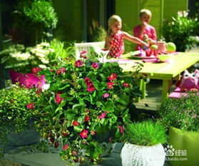 菊花， 花中之冠