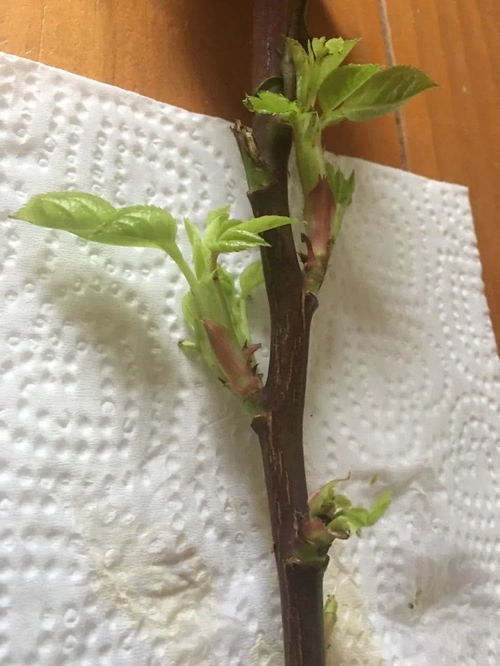 月季水培生根后如何转土培才能提高成活率
