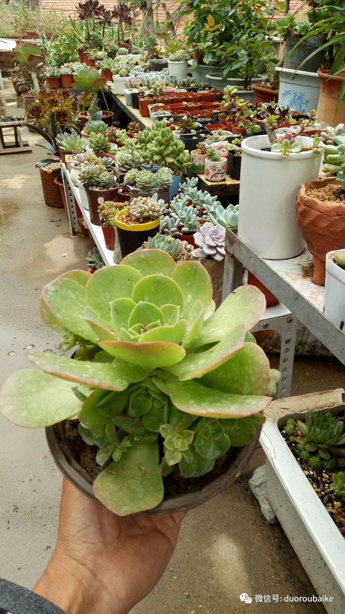 夏日里的绿意盎然——夏季多肉种植指南