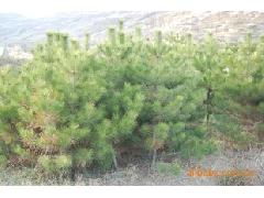 栽植中的注意事项