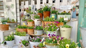 粉扇与绯扇的渊源