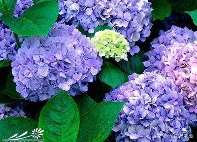 绣球花土壤酸碱性对养护和调色有影响吗