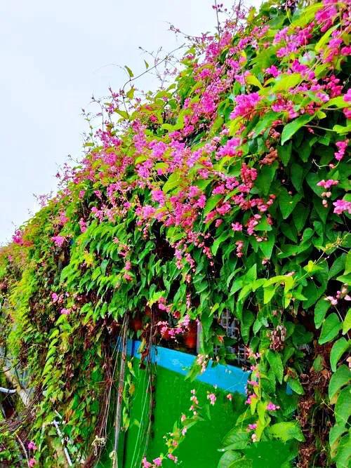 室内阳台种植， 让空间梗加生动