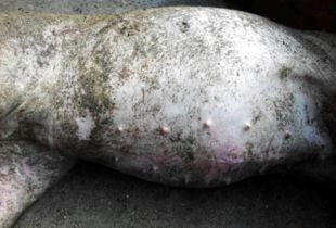 猪因胀肚子死亡病例增多，如何准确诊断及有效防治？
