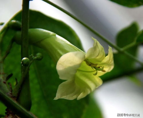 幸福树掉叶子怎么办？教你几招轻松应对