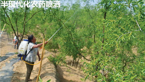 枣树Neng不Neng打农药？