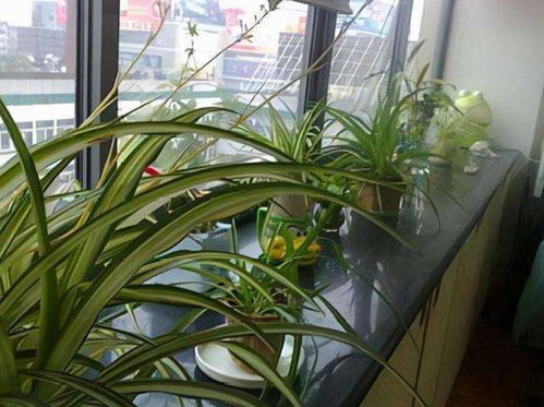 屋顶兰花棚如何搭建最科学？拆分后