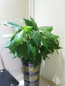 “枯萎绿植如何恢复生机？”