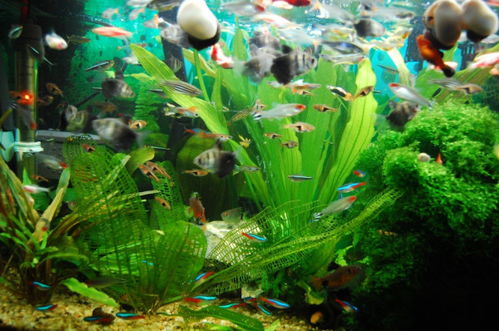 冬季养鱼，别施肥！这花在水族箱里是大敌！